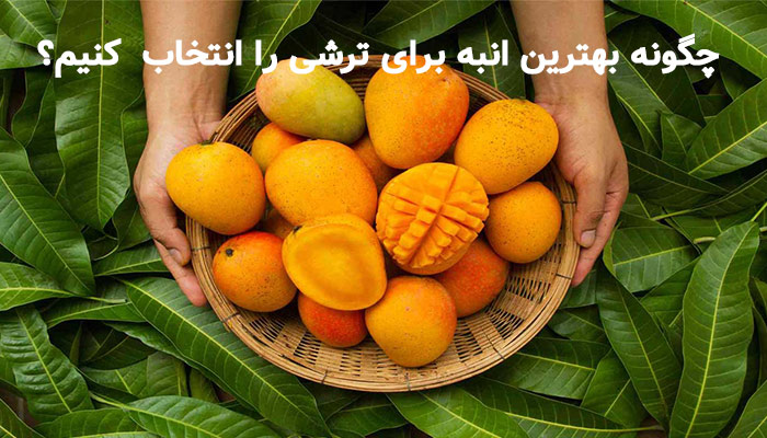 راز یک ترشی عالی: چگونه بهترین انبه برای ترشی را انتخاب کنیم؟ 1 چگونه بهترین انبه برای ترشی را انتخاب کنیم؟