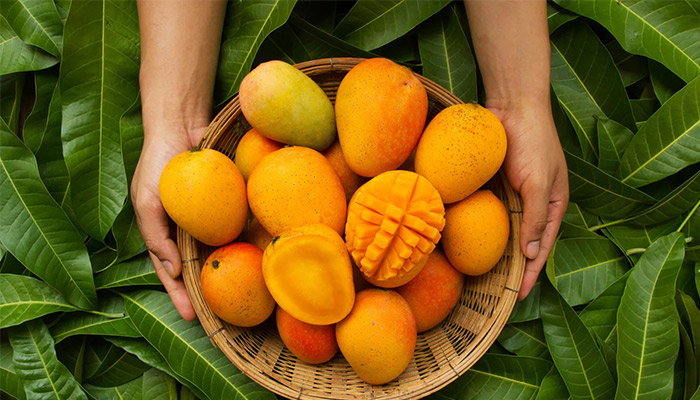 انبه: گنجینه سلامتی که در ترشی می‌درخشد!خواص درمانی میوه انبه