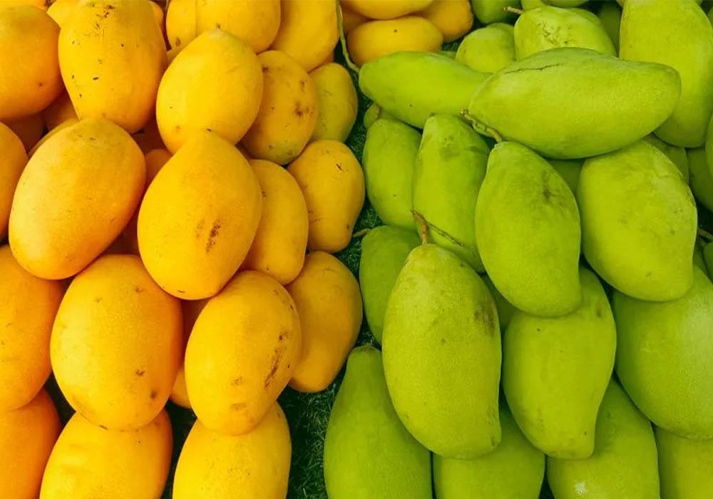 انبه سبز بخریم یا زرد؟ راهنمای تشخیص و انتخاب بهترین فرق انبه سبز و زرد 2 فرق انبه سبز و زرد