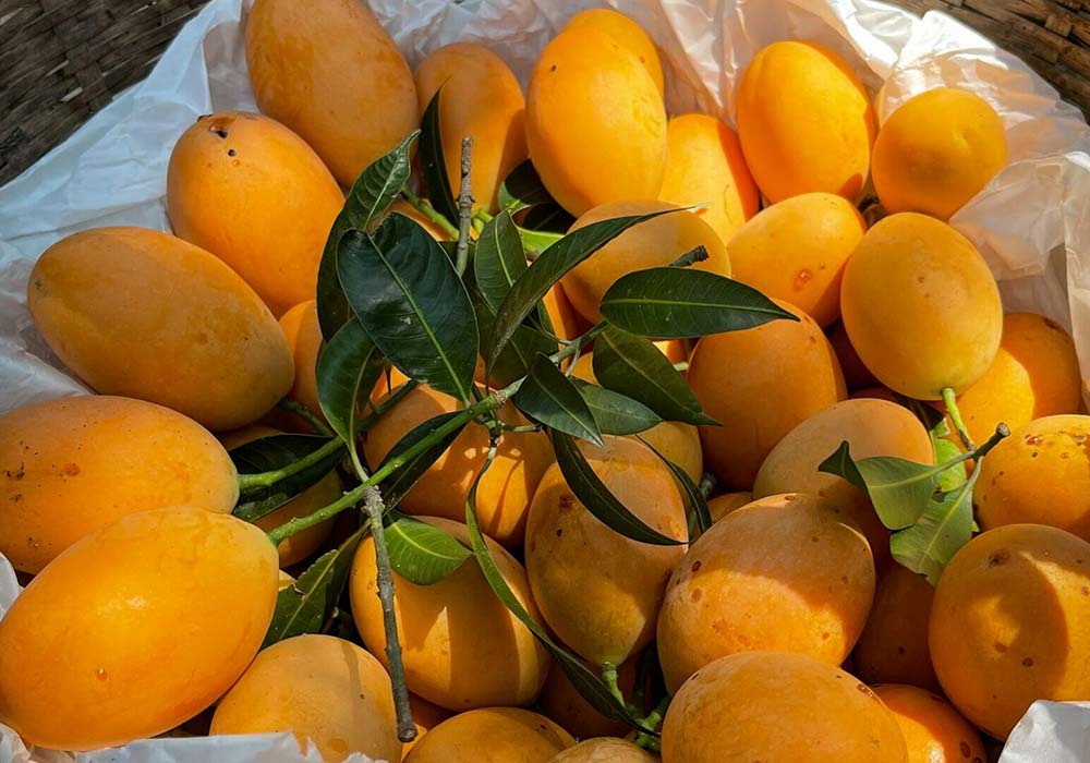 چرا انبه هندی یا پاکستانی در ایران اینقدر محبوب هستند؟